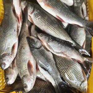 Rohu Fish